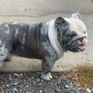 Meet your Posher, Oscar